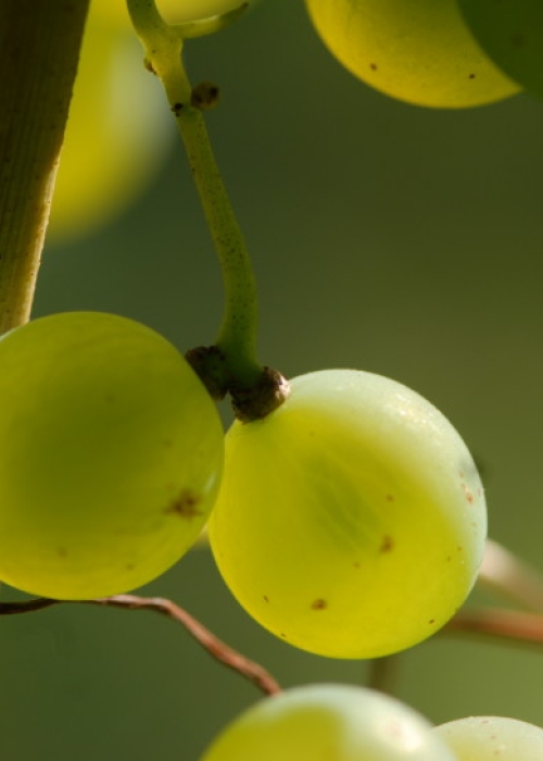 Silvaner ANT 1037
